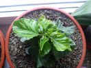 hibiscus portocaliu