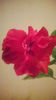 HIBISCUS ROSA SINENSIS RED CLASSIC