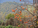 DSCN1676