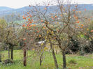 DSCN1677