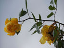 DSCN1678