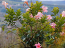DSCN1680