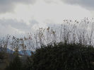 DSCN1685
