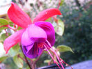 FUCHSIA TOM THUMB