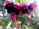 FUCHSIA BLACKY