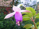 FUCHSIA CARMEL BLUE