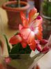 schlumbergera (3)