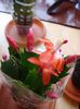 schlumbergera (4)