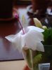 schlumbergera (10)