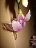 schlumbergera (11)