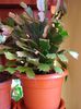 schlumbergera (14)