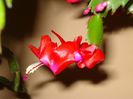 schlumbergera (22)