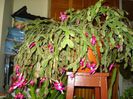 zygocactus truncatus (9)