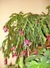 zygocactus truncatus (11)
