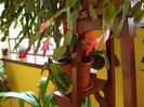 zygocactus truncatus (12)