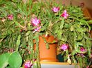 zygocactus truncatus (15)