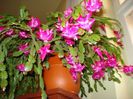 zygocactus truncatus (16)