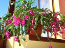 zygocactus truncatus (17)