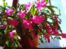 zygocactus truncatus (18)