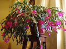 zygocactus truncatus (20)