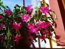 zygocactus truncatus (21)