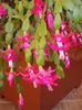 zygocactus truncatus (22)