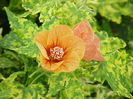 1245235939Abutilon-Variegated-2002