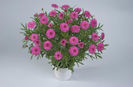 1319816018ARGYRANTHEMUM-ANGELIC-PINK-DELIGHT