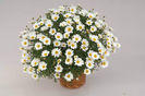 1319816201ARGYRANTHEMUM-MARS