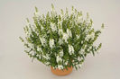 1320085998ANGELONIA-ALONIA-WHITE