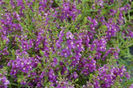 1320086350Angelonia-Angelwings-Blue