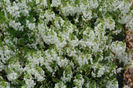 1320086501Amgelonia-Angelwings-White