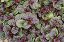 1320780186ajuga-BLACK-SCALLOP