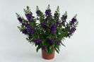 1321389344angelonia-alonia-big-blue