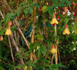 abutilon victory