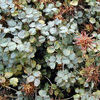 acaena buchananii