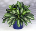 Aglaonema_Key_Largo