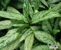 aglaonema_silver_queen