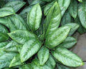 Aglaonema-crispum2