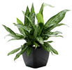 aglonema (4)