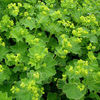 alchemilla_mollis