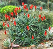 Aloe_arborescens_(TORCH_ALOE)1273