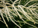 Aruncus_dioicus_close-up2