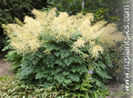 aruncus_dioicus_small_04