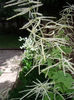 aruncus-dioicus-off-white-plume-300x400