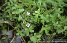 bacopa-monnieri-1