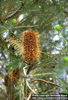 banksia-ericifolia