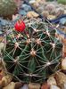Hamatocactus setispinus - fruct