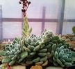 Echeveria setosa