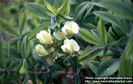 baptisia-bracteata-1
